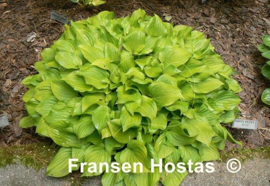 Hosta Shiny Penny